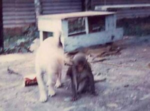 Monk Ho Chi Minh and buddy.